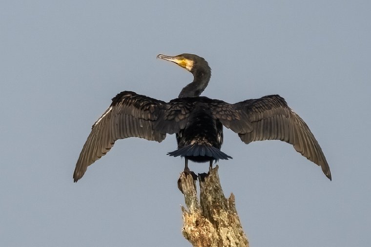 128 Nagarhole NP.jpg